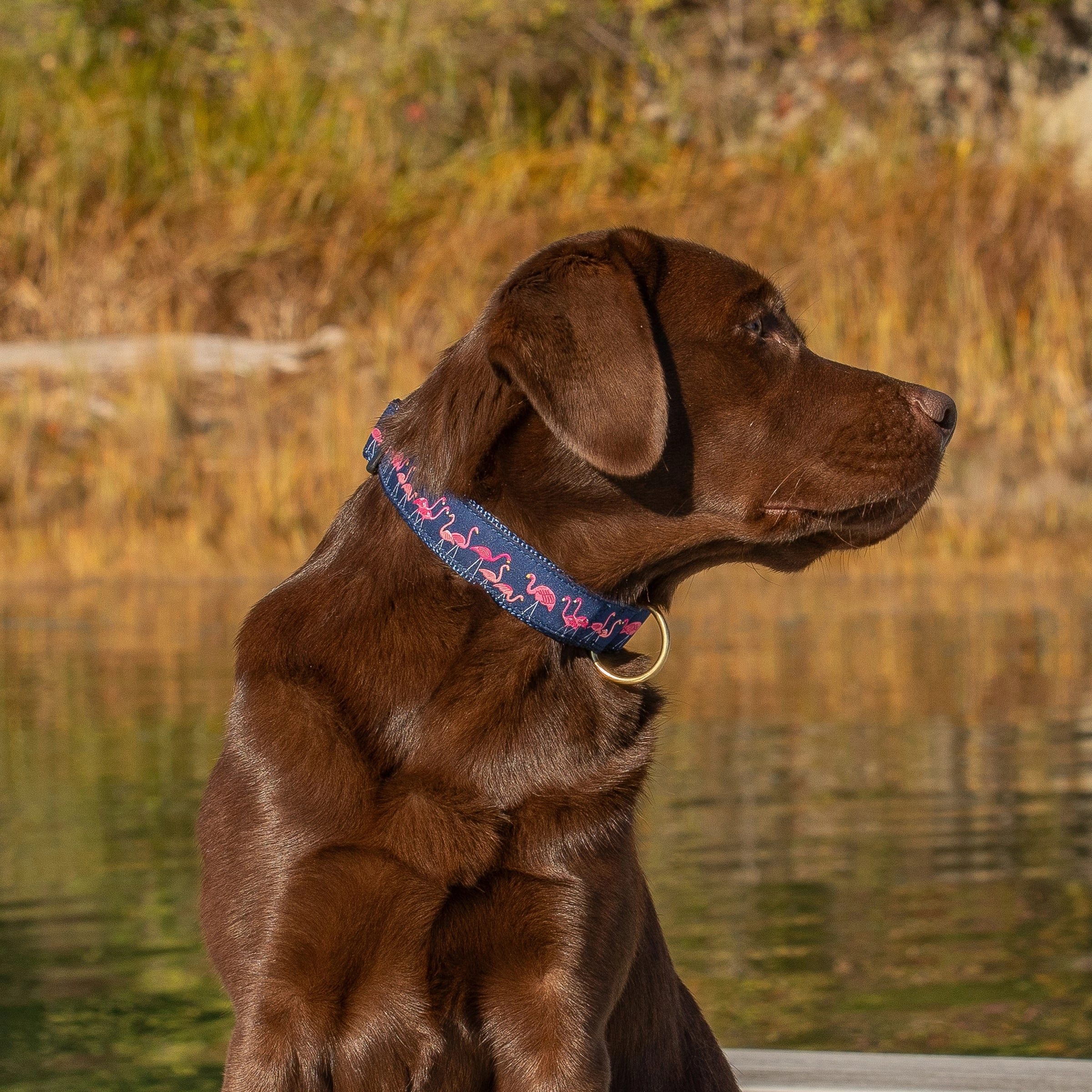 Yard Flamingos Ribbon Dog Collar